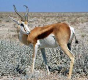 mbimg_240_217_Springbok_Namibia